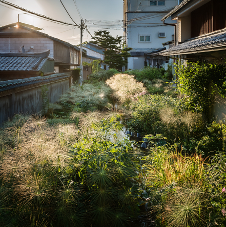 草が伸びている